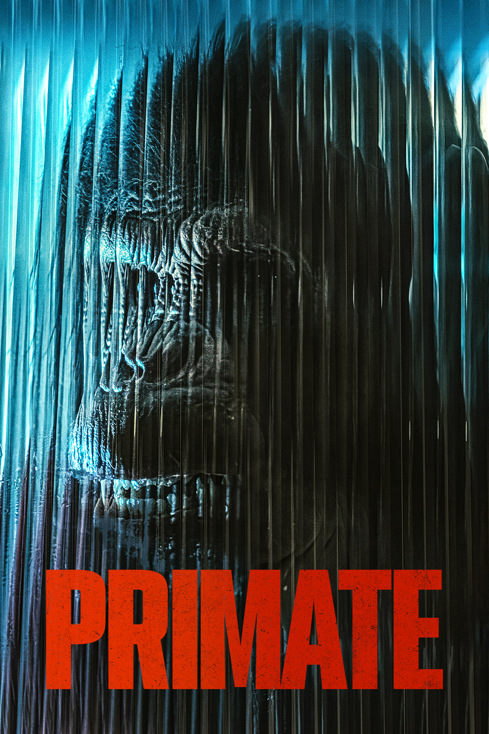 Primate